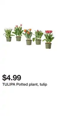 IKEA TULIPA Potted plant, tulip offer