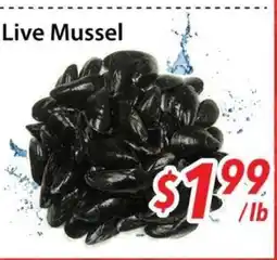 Bestco Food Mart Live Mussel offer