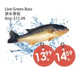 Fresh Palace Supermarket Live Green Bass offer