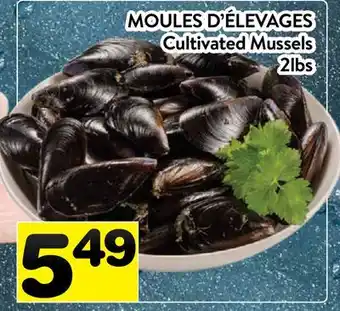 Supermarché PA MOULES D'ÉLEVAGES | Cultivated Mussels offer
