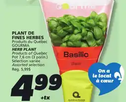 IGA GOURMA HERB PLANT offer