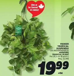 IGA LES INDISPENSABLES HANGING TROPICAL PLANT offer