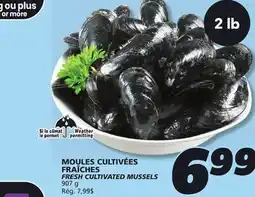 IGA FRESH CULTIVATED MUSSELS offer