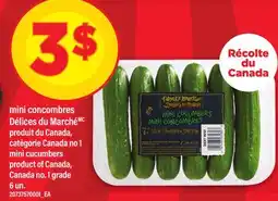 Maxi MINI CONCOMBRES | MINI CUCUMBERS, 6 UN offer