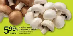 Fortinos CREMINI ORGANIC CREMINI OR WHITE MUSHROOMS offer