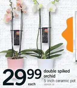 Fortinos DOUBLE SPIKED ORCHID, 5 INCH CERAMIC POT offer