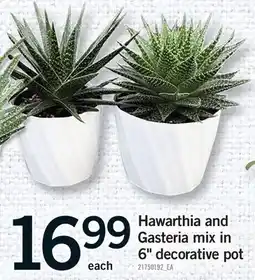 Fortinos HAWARTHIA AND GASTERIA MIX IN GASTERIA MIX IN, 6 DECORATIVE POT offer