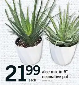 Fortinos ALOE MIX IN 6 DECORATIVE POT offer
