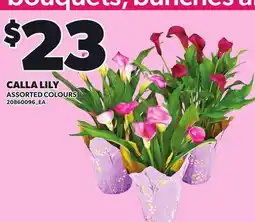 Loblaws CALLA LILY offer
