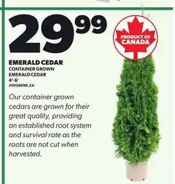Loblaws EMERALD CEDAR, 4'-6' offer