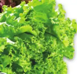 Metro GREEN OR RED LEAF LETTUCE offer