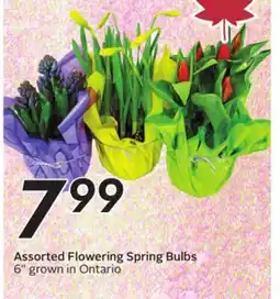 Sobeys Assorted Flowering Spring Bulbs offer