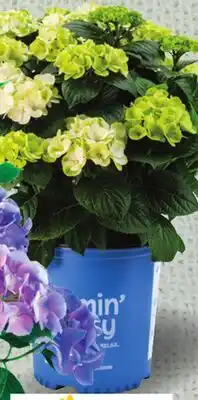 Metro BLOOMIN' EASY PERENNIALS offer