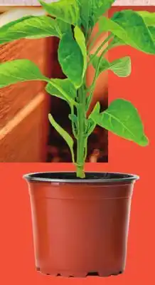 Metro LOCALLY GROWN VEGETABLE PLANTS offer