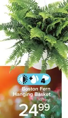 Metro BOSTON FERN HANGING BASKET offer
