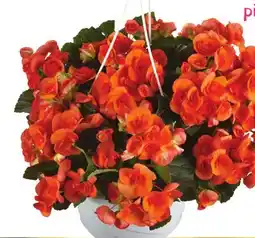 Metro ANNUAL HANGING BASKET offer