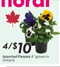 Sobeys Assorted Pansies offer