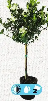 Metro MANDEVILLA TRELLIS OR GARDENIA STANDARD offer