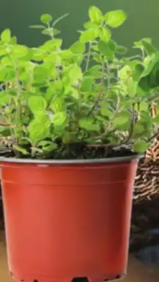 Metro LOCALLY GROWN HERB PLANTS offer