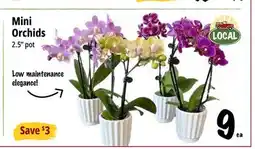 Farm Boy Mini Orchids offer
