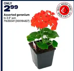 RONA Assorted geranium offer