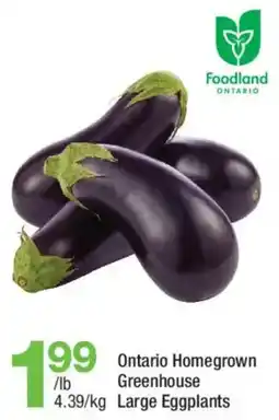 Highland Farms Ontario Homegrown greenhouse large eggplants offer