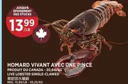 Kim Phat LIVE LOBSTER SINGLE-CLAWED offer