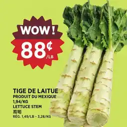 Kim Phat LETTUCE STEM offer