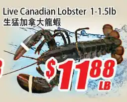 WinCo Food Mart Live Canadian Lobster offer
