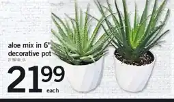 Loblaws Aloe mix in 6" decorative pot offer
