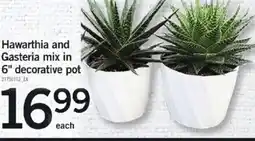 Loblaws Hawarthia and Gasteria mix offer