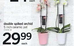Loblaws Double spiked orchid offer