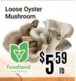 Nations Fresh Foods Loose Oyster Mushroom offer