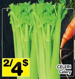 Supermarché PA CÉLERI | Celery offer