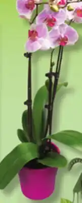 IGA BROMELIA OR FLOWER POT offer
