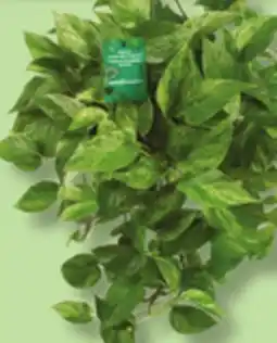 IGA HANGING TROPICAL PLANT offer