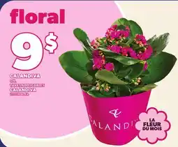 Provigo CALANDIVA CH. | CALANDIVA offer