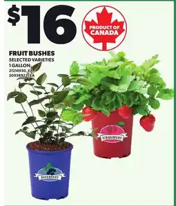 Loblaws FRUIT BUSHES, 1 GALLON offer