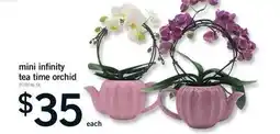 Fortinos MINI INFINITY TEA TIME ORCHID offer