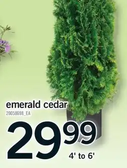 Fortinos EMERALD CEDAR, 4' to 6' offer