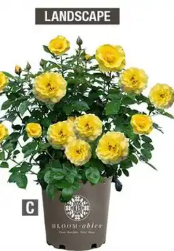 Home Depot Rose brick house yellow offer