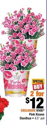 Home Depot Pink kisses Dianthus 4.5 pot offer