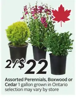 Sobeys Assorted Perennials, Boxwood or Cedar offer