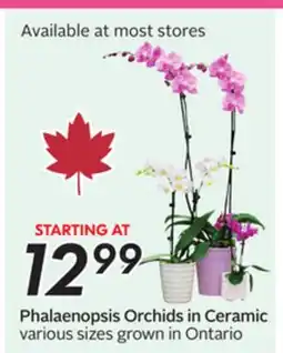 Sobeys Phalaenopsis Orchids in Ceramic offer