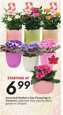 Sobeys Assorted Mother's Day Flowering in Ceramics offer