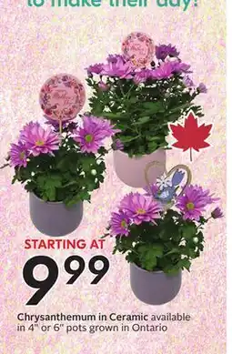 Sobeys Chrysanthemum in Ceramic offer