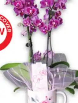 Metro DELIGHTFUL ORCHID offer