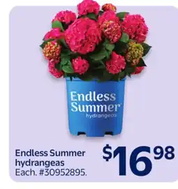 Walmart Endless Summer hydrangeas offer