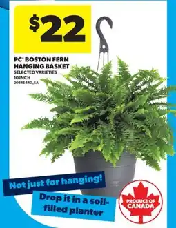 Real Canadian Superstore PC BOSTON FERN HANGING BASKET, 10 INCH offer