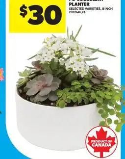 Real Canadian Superstore SUCCULENT PLANTER, 8 INCH offer